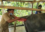 Sulawesi Barat Kembangkan IB untuk Kerbau di Mamasa, Tingkatkan Kualitas Genetik dan Dukung Pengembangan Populasi Ternak