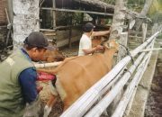 Capaian Sementara IB Sulbar Terbaik Kedua Secara Nasional, Sisa Target Terus Digenjot